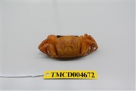 藏品(中華沙蟹)的圖片